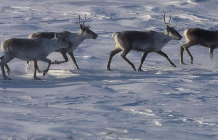 Caribou protection | Biologists denounce the lack of courage and vision of elected officials