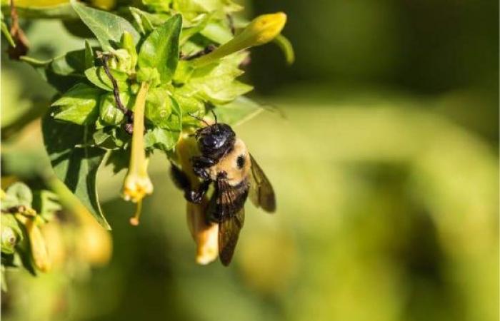 Bumblebees prefer contaminated soil