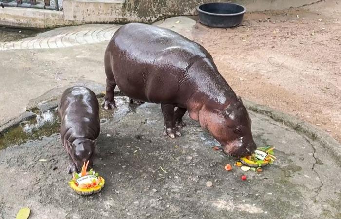 Thailand | Internet star hippopotamus predicts Donald Trump’s victory