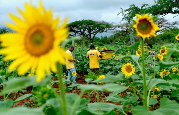 Elephants hate bees, and that’s good for African farmers