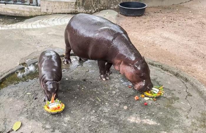 baby hippopotamus social media star Moo Deng predicts Trump victory