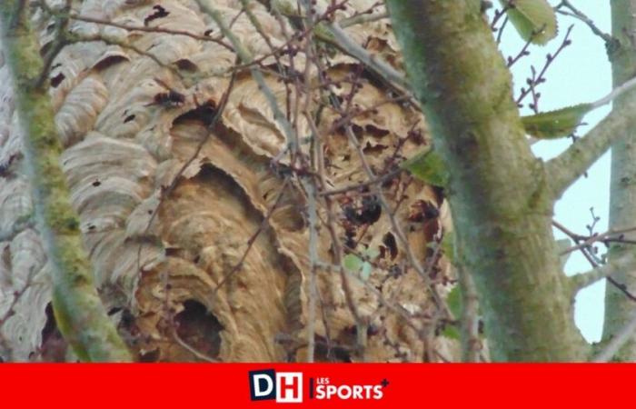 The increase in Asian hornet nests is alarming in the province of Luxembourg