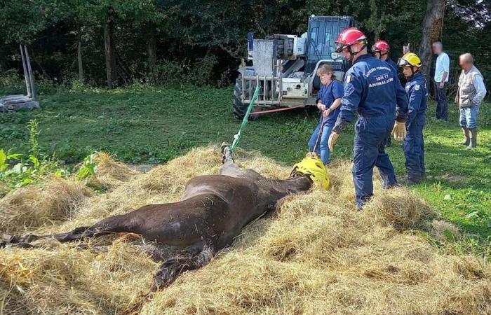 Seine-et-Marne firefighters raise awareness of animal risks