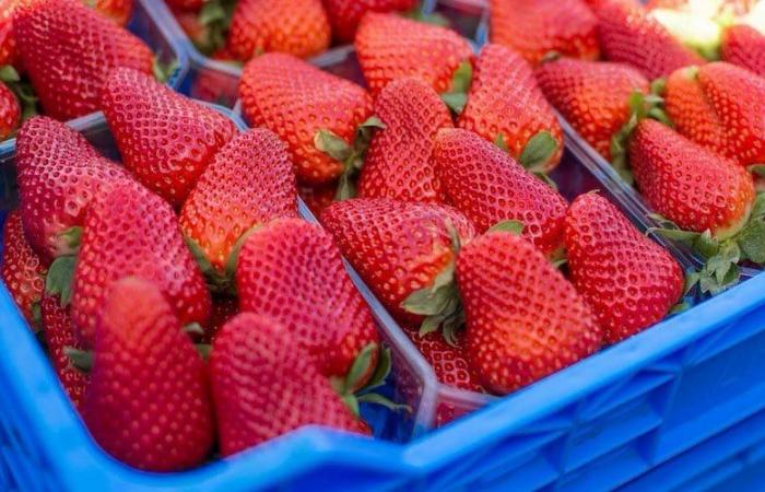 Intermarché bans Moroccan strawberries