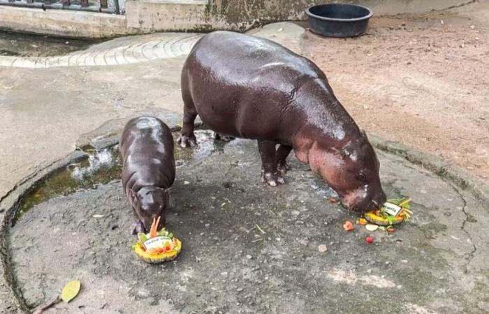 An internet star hippopotamus predicted the winner