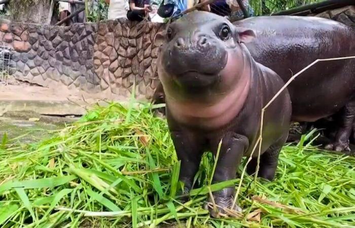 TikTok star hippopotamus predicts Trump victory