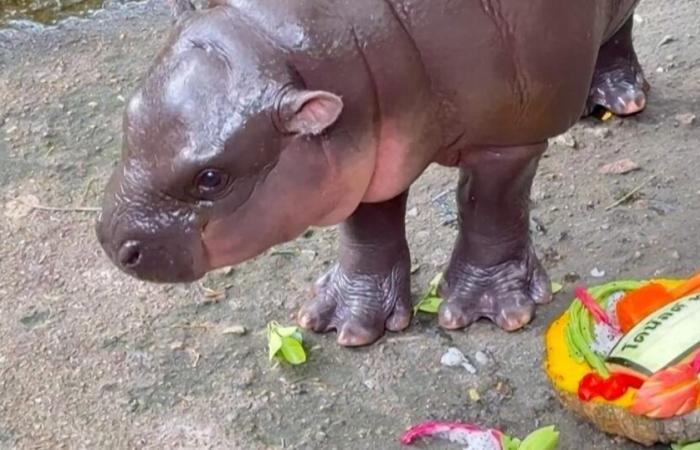 social media star baby hippo predicts outcome