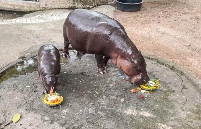 Internet Star Hippo Predicts Trump’s Victory