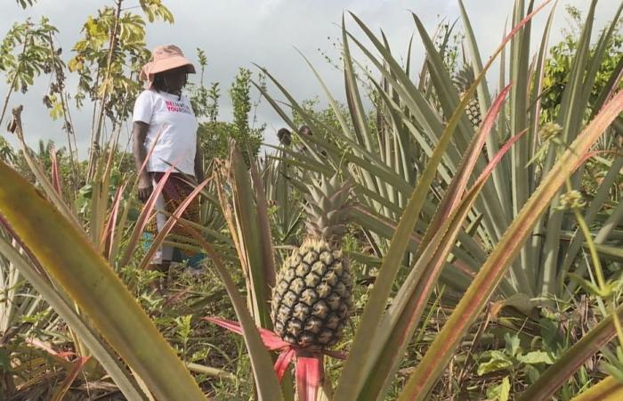 In Guyana, more than 60% of farmers affected by drought