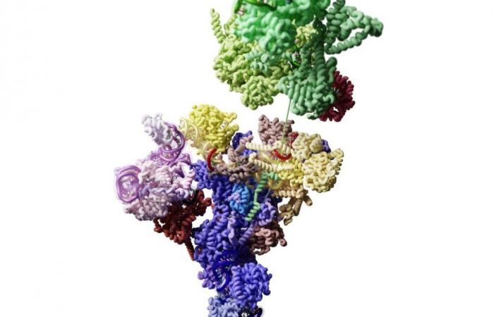 Diving into the heart of a little-known and vital cellular machinery, the human spliceosome