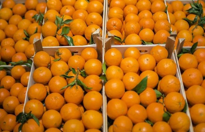 Why citrus fruits may be missing from the shelves in the coming days