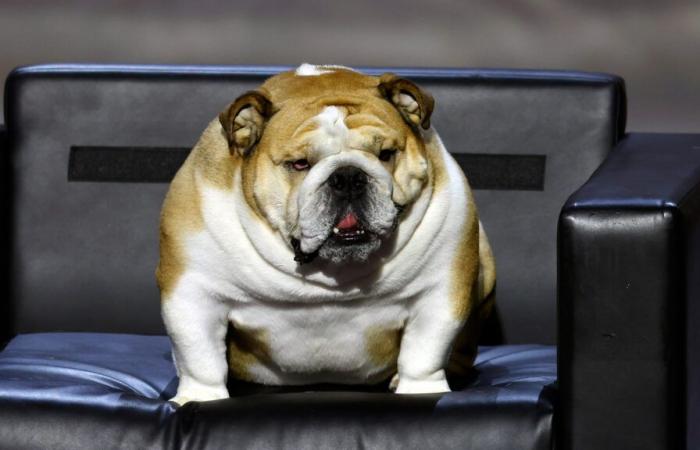 Gov Jim Justice’s beloved Babydog becomes the Senate’s newest pet after winning the hearts of the nation at RNC