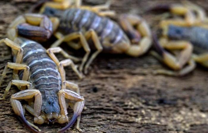 The scorpion is now the deadliest venomous animal in Brazil