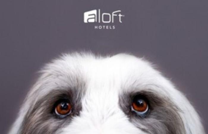 Aloft Milwaukee Downtown to host “No Watch Pawties” tonight