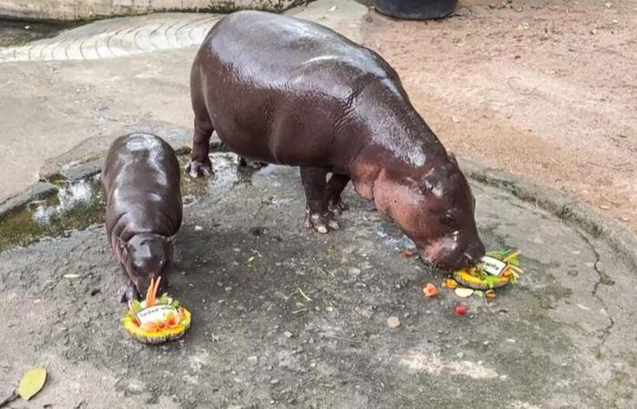 Internet star hippopotamus predicts outcome of US presidential election