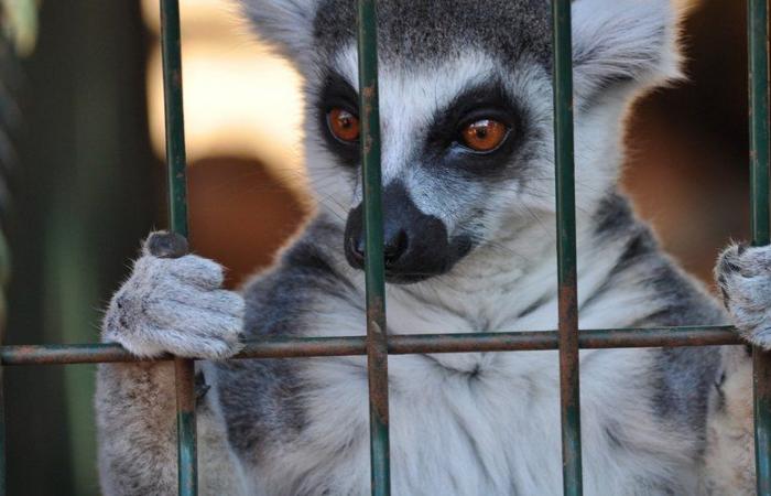 “Animals bathing in their excrement”, “significant mortality”… the director of a zoo in Gironde convicted of animal abuse