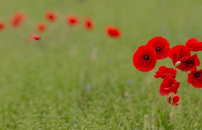 Remembrance Day: a public holiday yes, but not for everyone | News