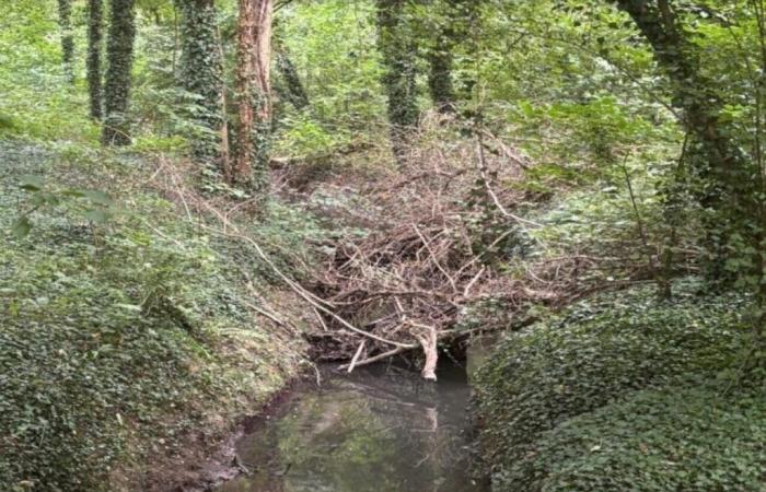 Faced with the risk of flooding, maintenance work planned on this Seine-et-Marne river