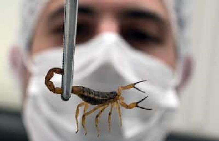 The scorpion is now the deadliest venomous animal in Brazil