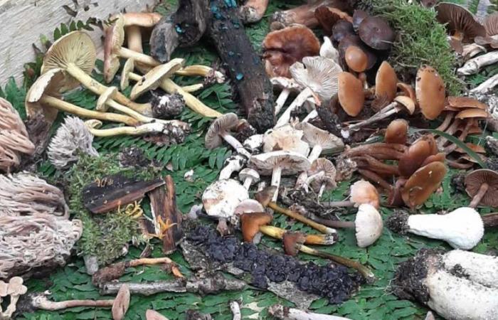 Mushroom picking: poisonings every year in Maine-et-Loire