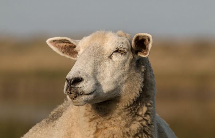 An outbreak of bluetongue appears at the gates of Aveyron, the regulated zone extended to the entire department