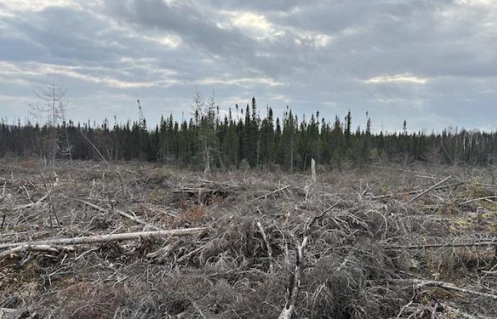 A contract to cut down burned trees that never burned