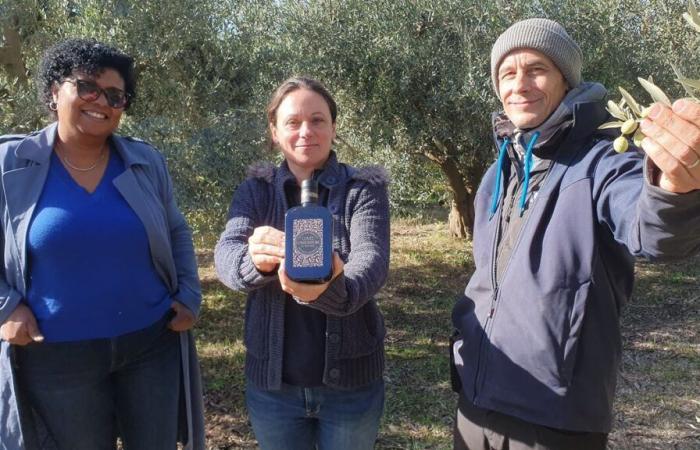 In the Alpes-de-Haute-Provence, they cultivate rare olive trees which give an oil with a “Roman taste”