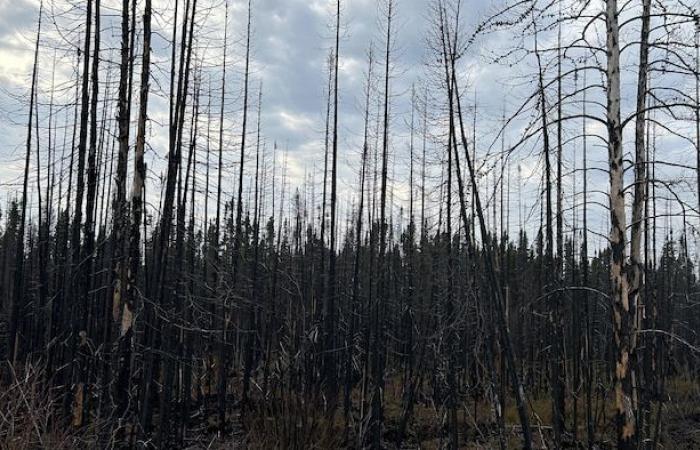 A contract to cut down burned trees that never burned