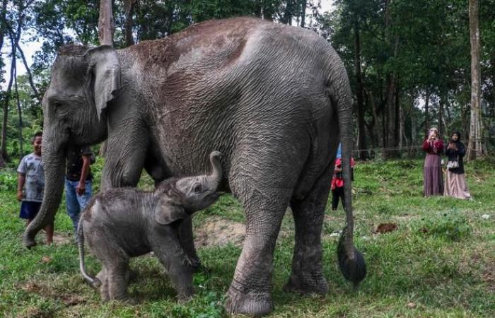 Sumatran elephant born in Indonesia, rare event for critically endangered species