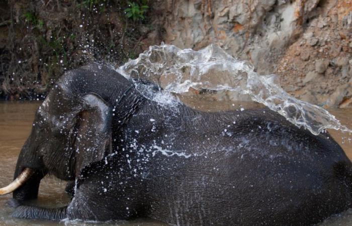 a little Sumatran elephant is born, good news for this critically endangered subspecies