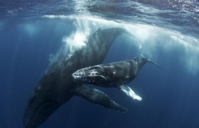 the opportunity to take stock of the 2024 whale season