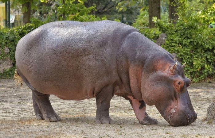 VIDEO. American presidential election: Moo Deng, the hippopotamus star of social networks, has made his choice between Donald Trump and Kamala Harris