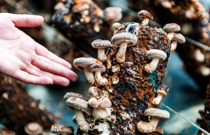 a study reveals the potential of waste in mushroom production!