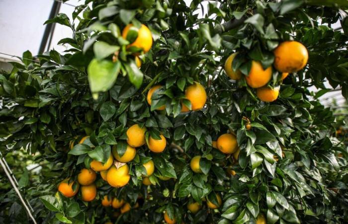 After the floods in Spain, towards a shortage of citrus fruits in France?