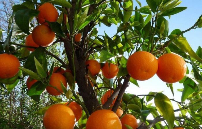 After the floods in Spain, the risk of a shortage of clementines and oranges in France