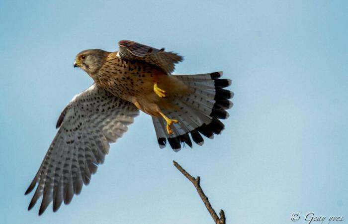 Police rescue a protected bird during a search of a house in Orne