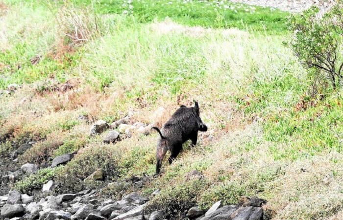 A wild boar seen in broad daylight in the town center of Loctudy