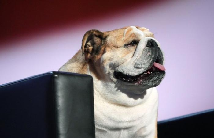 Gov Jim Justice’s beloved Babydog becomes the Senate’s newest pet after winning the hearts of the nation at RNC