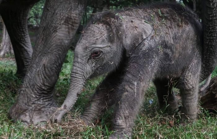 Critically Endangered | Rare birth of a Sumatran elephant in Indonesia