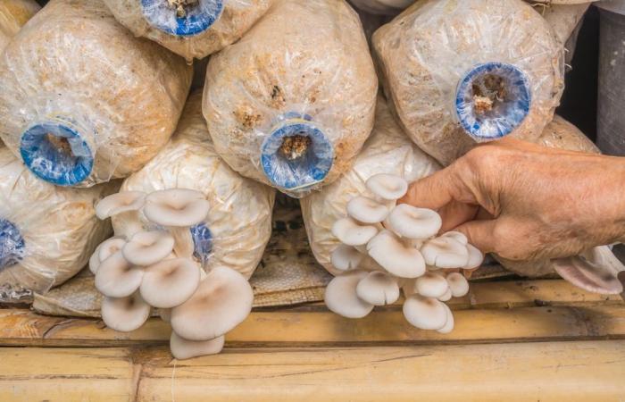 a study reveals the potential of waste in mushroom production!