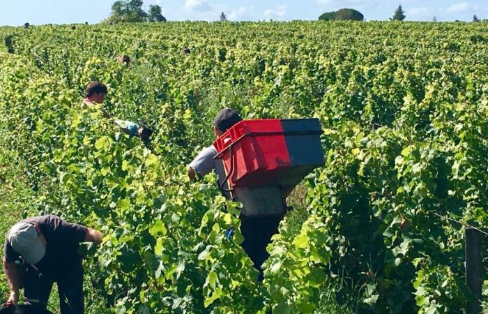 Two Moroccans convicted of human trafficking in vineyards