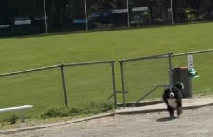 The owner of a Bernese Mountain Dog refusing to leave the park takes drastic action to convince her (video)