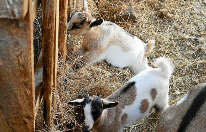 Prison closed for the three men who stole and slaughtered a goat in Rennes