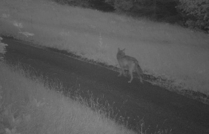 Regulation of predators: The Canton is looking for a dead or injured wolf