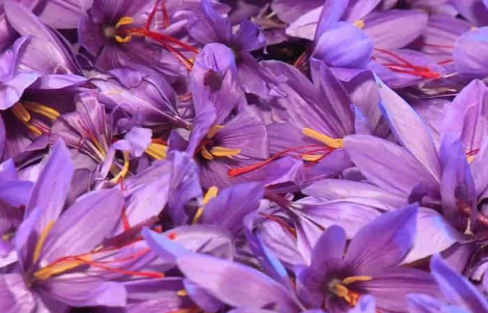 rare and expensive, saffron is suffering this year from difficult climatic conditions