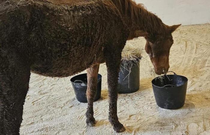 a mare unable to get up saved by firefighters