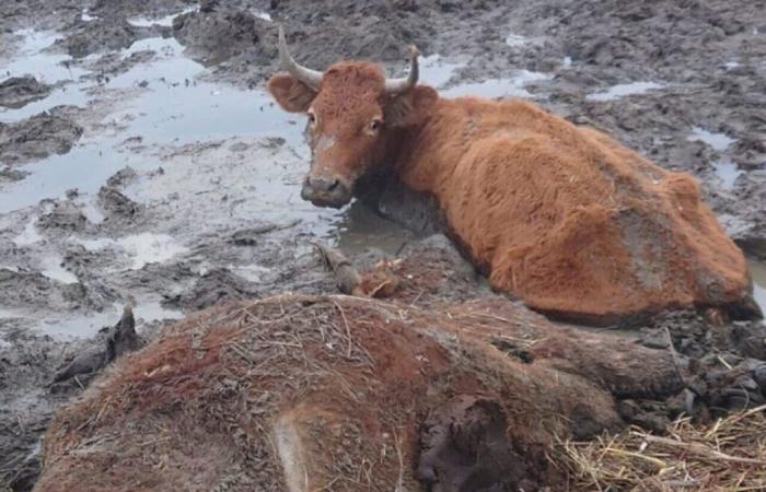 Their impossible rescue, 35 wild cattle slaughtered in the marshes of Loire-Atlantique