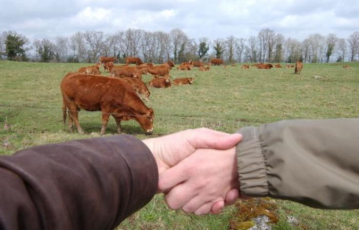 “We lose 200 farms every week”: Haute-Loire will host a forum on the delicate question of agricultural transmission