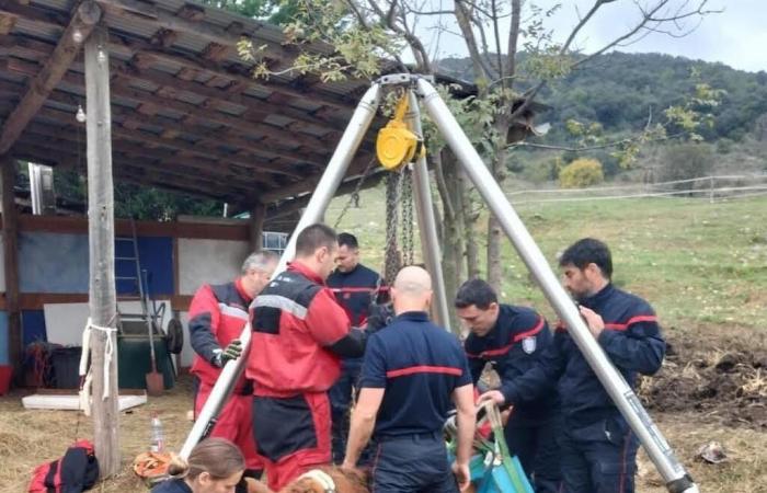 a mare unable to get up saved by firefighters