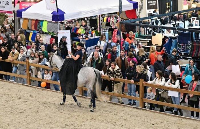 Maine-et-Loire. Only a few days left before the opening of the Horse Show in Angers